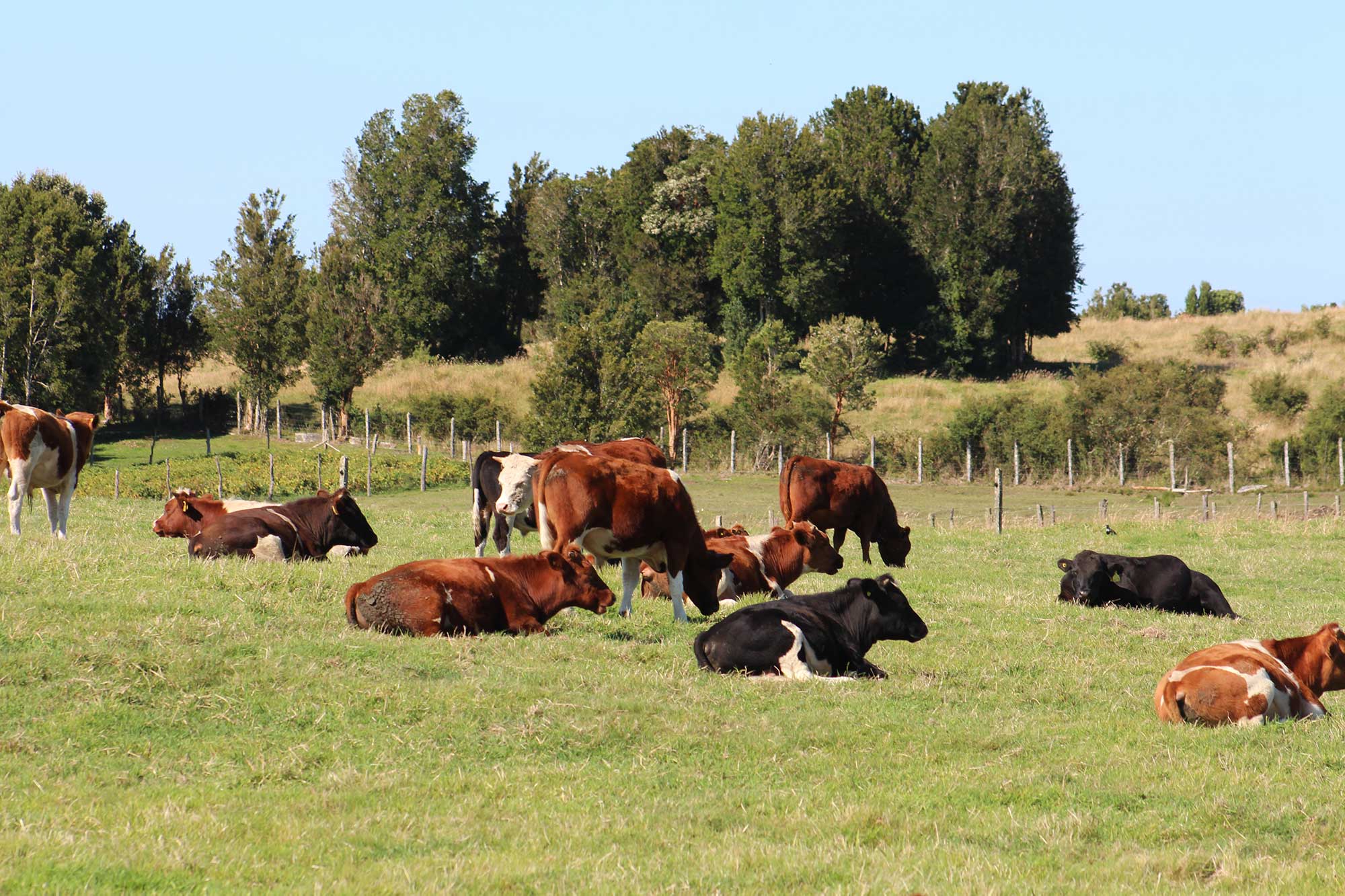 El rol de la salud del suelo en producción animal