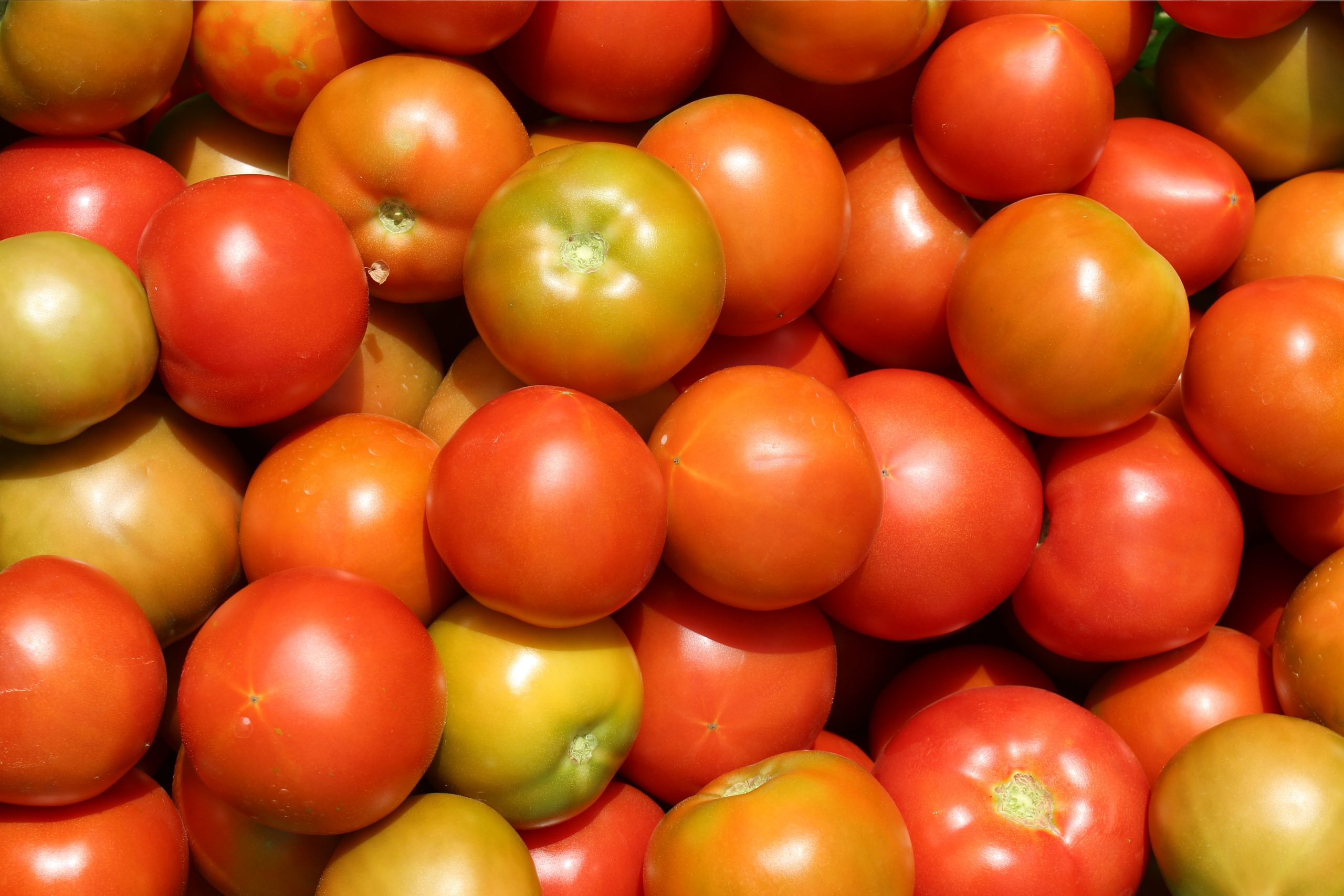 Conoce a los expositores del webinar “Agricultura regenerativa en cultivo de tomates”