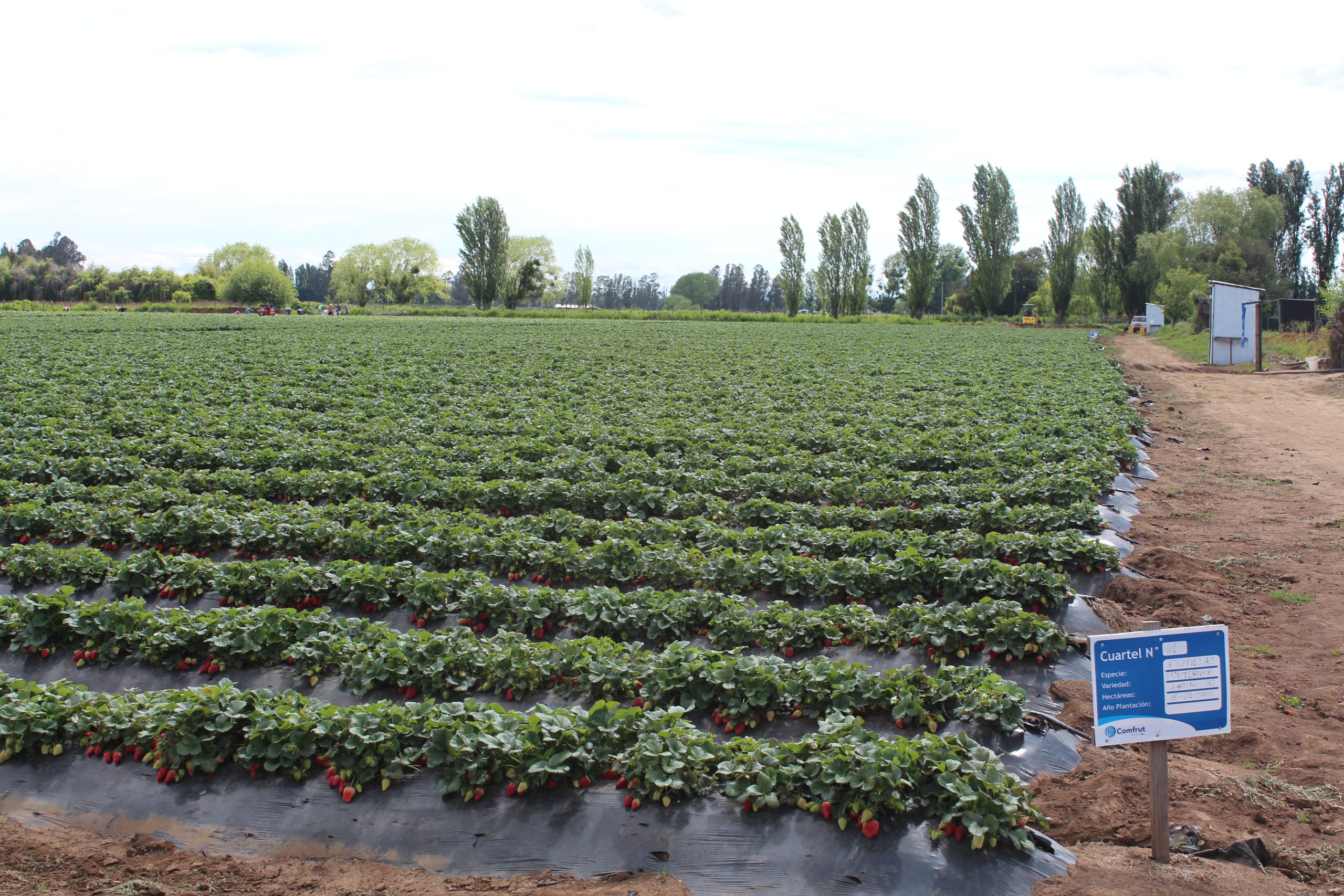 Estamos en el Top 10 de la FAO: Un logro para la agricultura sostenible