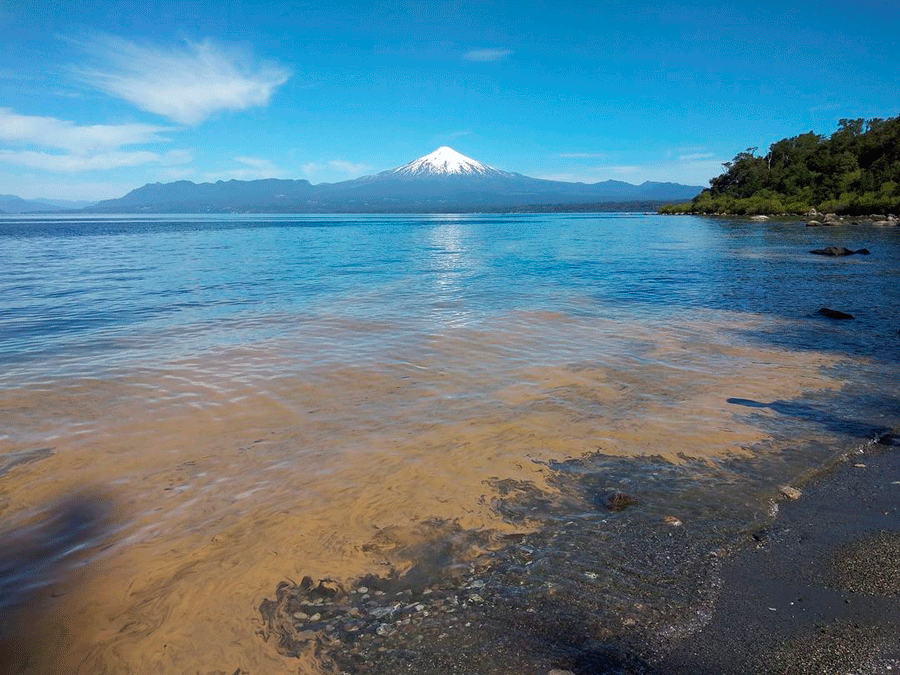 Biorremediación en Lago Villarrica