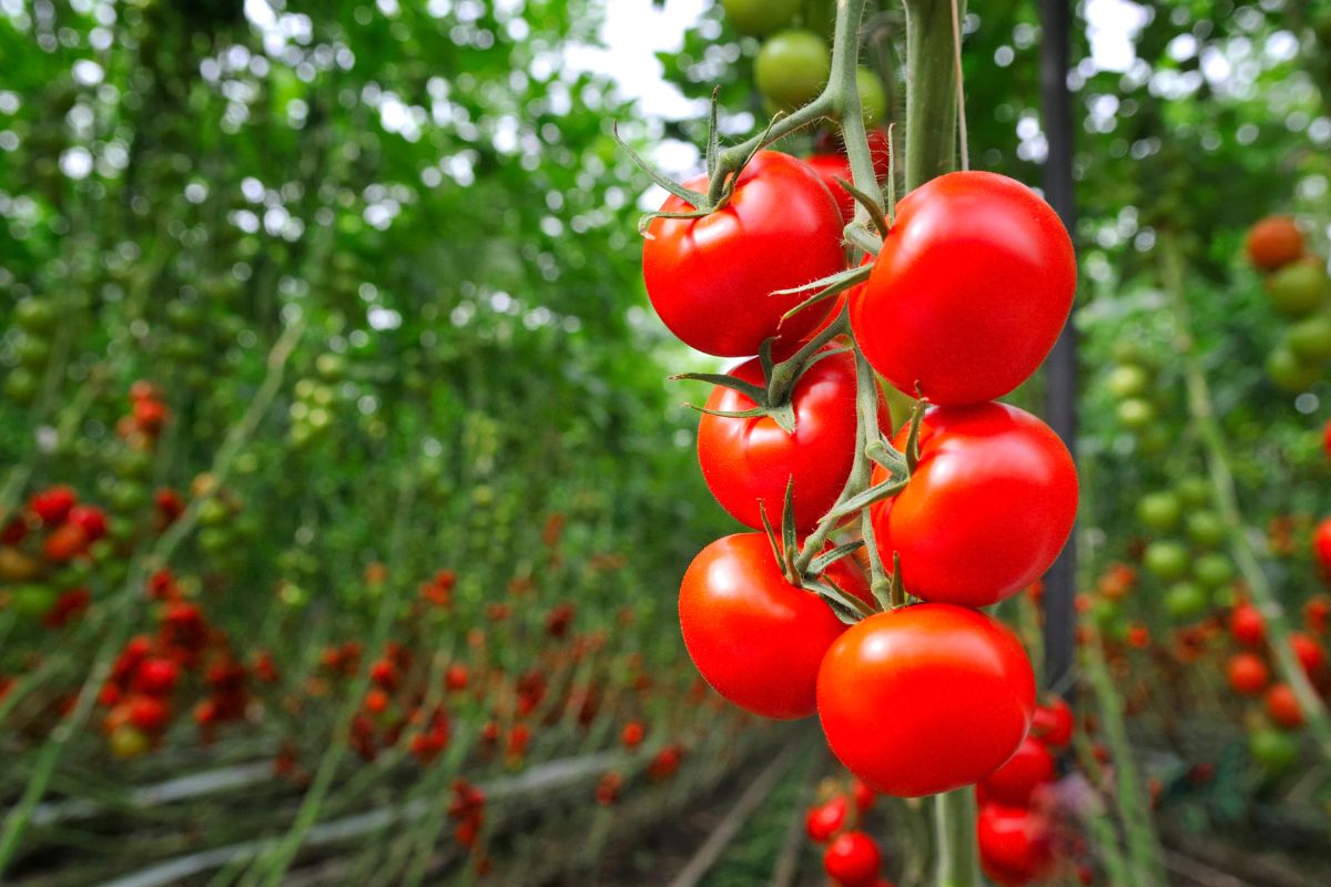 Inscríbete en el webinar internacional “Agricultura Regenerativa en el Cultivo de Tomates”