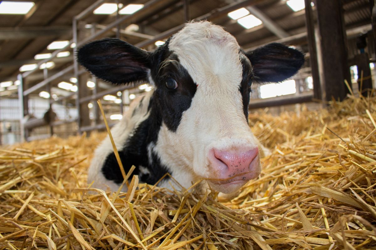 Veterinario transforma producción de lechería usando microorganismos